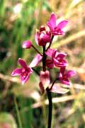 Small orchid. Papua,  Indonesia.
