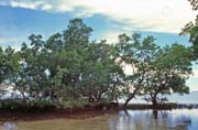 Mangroves at Bunaken island. Sulawesi, Indonesia.