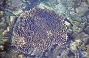 Coral near sea-coast. Pulau Kadidiri, one of the many Togean islands. Sulawesi, Indonesia.