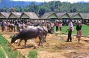 Main weekly market at Rantepao, Tana Toraja area. Indonesia.