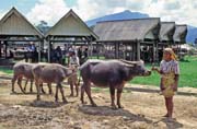 Main weekly market at Rantepao, Tana Toraja area. Indonesia.