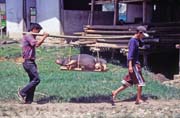 Main weekly market at Rantepao, Tana Toraja area. Indonesia.