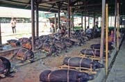 Main weekly market at Rantepao, Tana Toraja area. Indonesia.