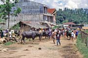 Main weekly market at Rantepao, Tana Toraja area. Indonesia.