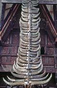 Decoration of traditional hose tongkonan. Number of horns of killed buffalos gives idea about richness of family. Tana Toraja area. Indonesia.