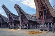 Traditional houses tongkonan, Tana Toraja area. Indonesia.