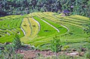 Ricefields along way from Mamasa to Rantepao. Tana Toraja area. Sulawesi,  Indonesia.