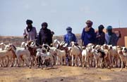 Cattle market at Djbok village. Mali.