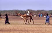 Cattle market at Djbok village. Mali.