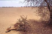 Sahara is place without mercy. Mali.