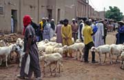 Cattle section of traditional Monday market at Djenn city. Mali.