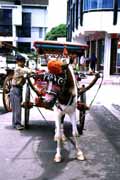 Horse taxi in Bukittinggi. Sumatra, Indonesia.