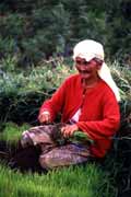 Working at rice field near Bukittingi. Sumatra, Indonesia.