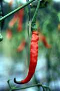Chilli field near Bukittinggi. Sumatra, Indonesia.
