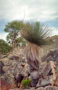 Flinders Ranges national park. Australia.