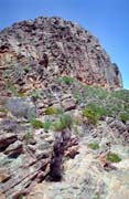 Flinders Ranges national park. Australia.