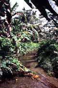 Siberut island. Sumatra, Indonesia.