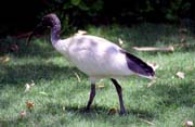 Bird at park. Brisbane. Australia.