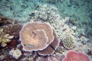 Corals at Great Barrier Reef. Australia.