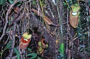Meat eating flowers at jungle around Mt. Kinabalu. Sabah,  Malaysia.