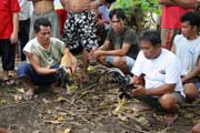 Waiting for cock fiting. Malapascua. Philippines.