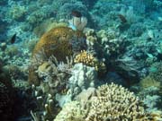 Diving around Bunaken island, Timur dive site. Sulawesi,  Indonesia.