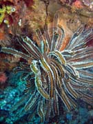 Diving around Bunaken island, Siladan I dive site. Indonesia.