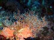 Diving around Bunaken island, Siladan I dive site. Indonesia.
