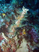 Diving around Bunaken island, Siladan I dive site. Indonesia.
