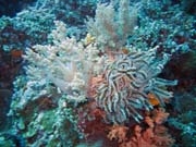 Diving around Bunaken island, Siladan I dive site. Indonesia.