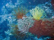 Diving around Bunaken island, Siladan I dive site. Indonesia.