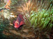 Clown Anenomefish. Diving around Bunaken island, Siladan I dive site. Indonesia.