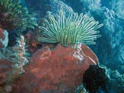 Diving around Bunaken island, Siladan I dive site. Indonesia.