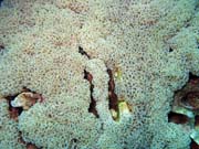 Diving around Bunaken island, Siladan I dive site. Indonesia.