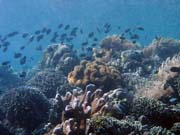 Diving around Bunaken island, Siladan I dive site. Indonesia.