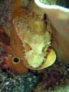Crocodile Fish.  Diving around Bunaken island, Siladan I dive site. Indonesia.