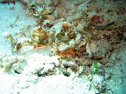 Crocodile Fish.  Diving around Bunaken island, Siladan I dive site. Indonesia.