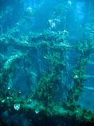 Wrack of steel Dutch merchant ship, sunk in 1942. Diving around Bunaken island, Molas Wreck dive site. Indonesia.