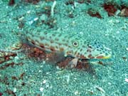 Diving around Bunaken island, Molas Wreck dive site. Indonesia.