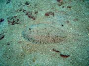 Diving around Bunaken island, Molas Wreck dive site. Indonesia.