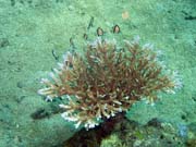Diving around Bunaken island, Molas Wreck dive site. Indonesia.