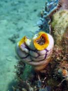 Polycarpa aurata. Diving around Bunaken island, Molas Wreck dive site. Indonesia.