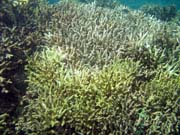 Diving around Bunaken island, Molas Wreck dive site. Indonesia.