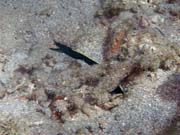 Ribbon Eel. Diving around Bunaken island, Molas Wreck dive site. Indonesia.