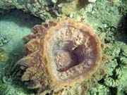 Diving around Bunaken island, Molas Wreck dive site. Indonesia.
