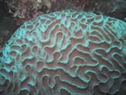 Diving around Bunaken island, Lekuan III dive site. Indonesia.
