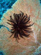 Diving around Bunaken island, Mandolin dive site. Sulawesi,  Indonesia.