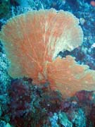 Diving around Bunaken island, Mandolin dive site. Indonesia.