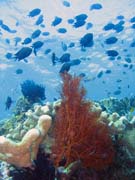 Diving around Bunaken island, Mandolin dive site. Indonesia.