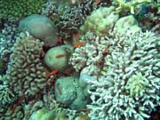 Diving around Bunaken island, Mandolin dive site. Sulawesi,  Indonesia.